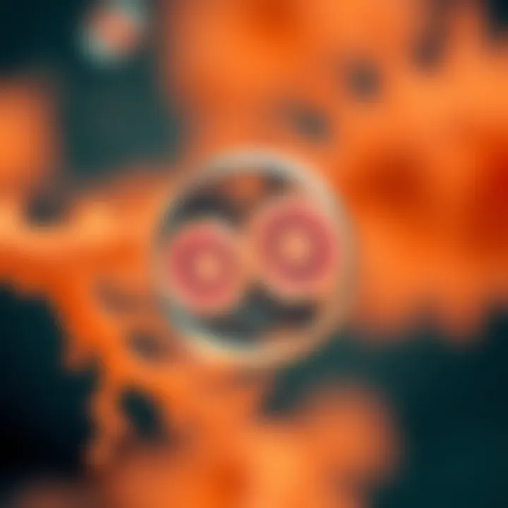 Microscopic view of a single-celled organism undergoing binary fission, showing division into two daughter cells